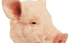 Mbour : Une dame déterre une tête de porc près de sa cuisine