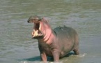 Village de Goulombou : Un hippopotame se nourrit de chair humaine