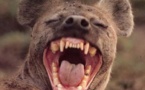 Insolite : Une hyène sème la panique à Foundiougne