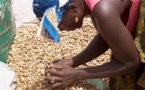 Sénégal : Plus 135 000 tonnes de graines d'arachide collectées à la date du 4 février