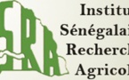 ISRA / Le Syndicat Autonome de la Recherche Agricole et Agro-alimentaire​ assure que l’institut est au bout du gouffre.