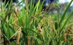 Macky veut une production en riz d’un million 80 mille tonnes