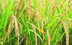 Conseil des ministres sur le riz, une différence de plus 500 mille tonnes