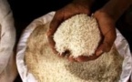 Le Sénégal est à 20% de l’autosuffisance en riz