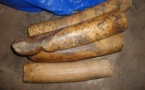 Koumpentoum : la Douane met la main sur 16 kg d’Ivoire.