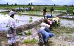 Compétitivité du riz de la vallée du fleuve Sénégal : les recommandations ramènent l’espoir