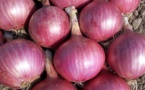 Louga: A Potou, les producteurs d'oignons commencent à "pleurer" à cause du manque de...