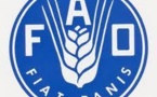 PSE: la FAO adapte son cadre de programmation au Sénégal