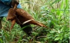 La filière manioc peut 'fortement contribuer au PSE', selon Ibrahima Wade
