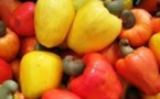 Casamance : 90 000 tonnes de noix de cajou exportées en 2013 (interprofession)