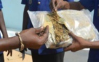 Trafic de drogue: Les gendarmes de Thienaba alpaguent deux jeunes dont une fille avec 5 kg de yamba