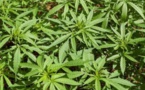 Le cannabis bientôt légalisé en Allemagne?