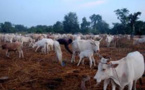 Vélingara : un éleveur porte plainte pour "empoisonnement" d’une partie de son bétail