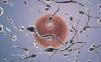 Une étude révèle un déclin de la concentration en spermatozoïdes