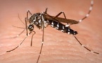 Des cas de dengue recensés à Dakar et dans plusieurs régions