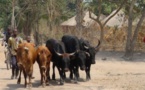 Louga : Gorgui Ba déféré au parquet pour vol de bétail portant sur 11 moutons