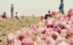 Production horticole 2021 : L'oignon dépasse la barre des 400.000 tonnes, la pomme de terre passe de 67 485 à 122 000 tonnes