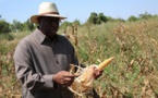 Macky Sall invite les jeunes à s’intéresser à l'agriculture