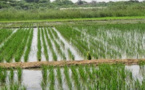 Fatick: la vallée de Fayil renoue avec la culture du riz
