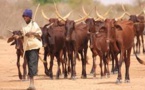 Prévisions météorologiques : Le ministère de l’Élevage invite les éleveurs à sécuriser leur bétail