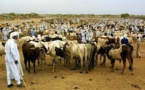 Sénégal : Adoption du projet de Code pastoral en Conseil des ministres