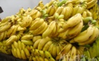 Pénurie de banane sur le marché : les vendeurs prônent l’ouverture de la frontière Sénégalo-Guinéenne