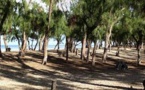 6 des 9 hectares de la bande de filaos de Ndiokhob déracinés : Le premier adjoint au maire de Kayar et ‘’son’’ promoteur immobilier arrêtés