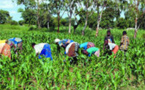 LOUGA / CAMPAGNE AGRICOLE : L’espoir renaît chez les agriculteurs.