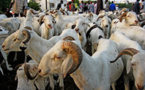 Kolda : le prix du mouton hors de portée des petites bourses