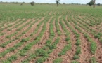 Bradage de milliers d'hectares de terres par des promoteurs : Le ras-le-bol des agriculteurs de Diender