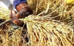 Le riz local pour expérimenter le Système de récépissé d'entrepôt (SRE)