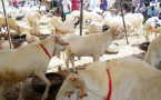 Aliments de bétail : les ventes dopées par l'approche de la Tabaski