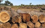 Trafic de bois en Casamance : Deux individus blessés, leur véhicule endommagé