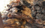 Tambacounda : La gendarmerie démantèle un réseau de vente de viande de singe et de chacal