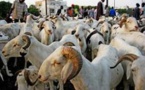 Tabaski : un excédent de 26.000 moutons à Dakar (service de l'élevage)