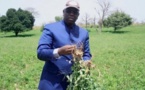 Souveraineté alimentaire : Macky Sall accélère la modernisation de l'agriculture