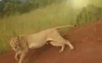 Département de Saraya : Des lions en divagation dévorent une vache à Wanssangara