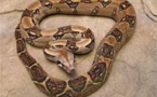 Niassya : Un serpent mystérieux « dévore » deux membres d’une famille
