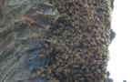 Vélingara : un homme tué par un essaim d’abeilles