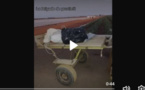Notto Diobass: La gendarmerie intercepte une charrette transportant 40 kg de drogue