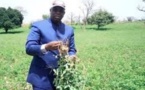 Macky Sall annonce la suppression de la TVA sur le riz local