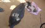 Nigéria : Une chèvre donne naissance à un   "humain"