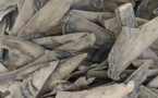 AIBD : 550 kg d’ailerons de raies séchés saisis par la douane