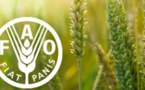 Les prix alimentaires mondiaux ont baissé de 20,5% sur un an, selon la FAO