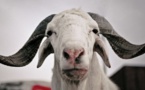 [Document] Tabaski : Le Gouverneur de Dakar dévoile les points de vente de moutons