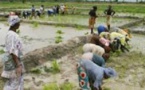 Bassin de l’Anambé: l'accès à la terre bloque la production des femmes agricultrices