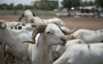 Moutons pour la Tabaski : le Secrétaire général du ministère de l’élevage rassure