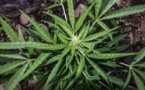 Ziguinchor:  Un vaste champ de drogue démantelé
