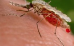 Apparition de la maladie de chikungunya à Kédougou : 44 cas depuis le début du mois d'août