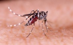 Fièvre Chikungunya : des mesures prises pour éviter la propagation du virus (officiel)